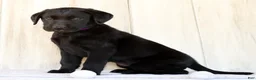 Labrador Retriever dogs for sale: Ariel - Ad 8