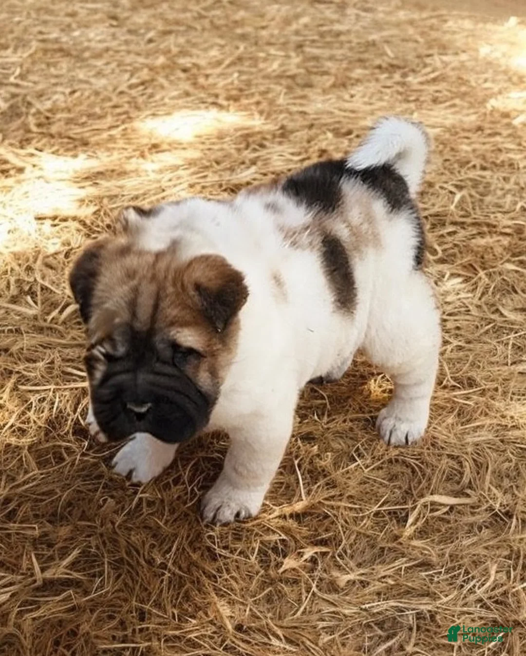 Shar Pei dogs for sale: Marble mini sable flower  - Ad 4