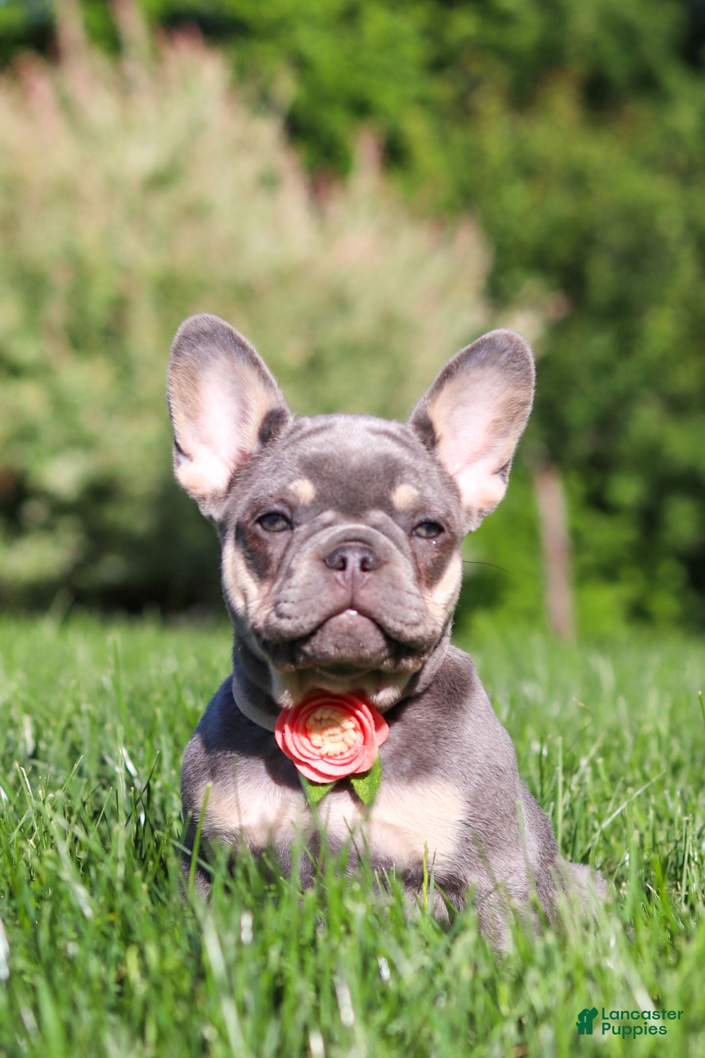 French Bulldog dogs for sale: Bailey - Ad 4
