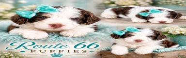 Bernedoodle 7