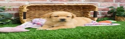 Labrador Retriever dogs for sale: Esther - Ad 3