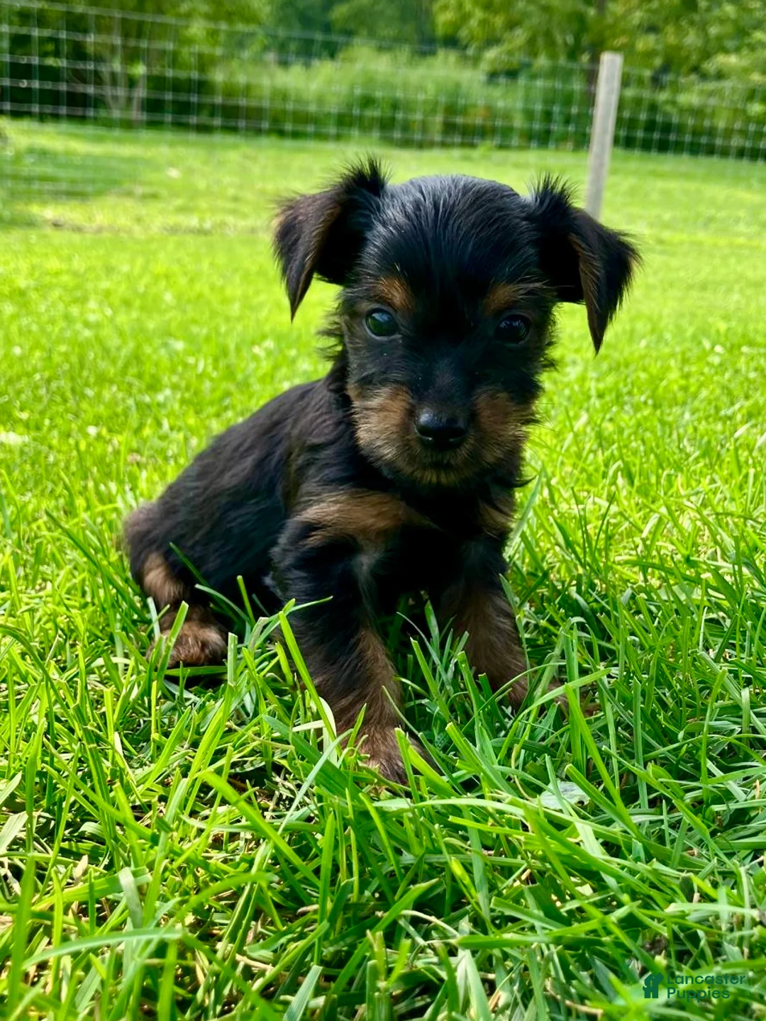 Yorkshire Terrier dogs for sale: Heath - Ad 3
