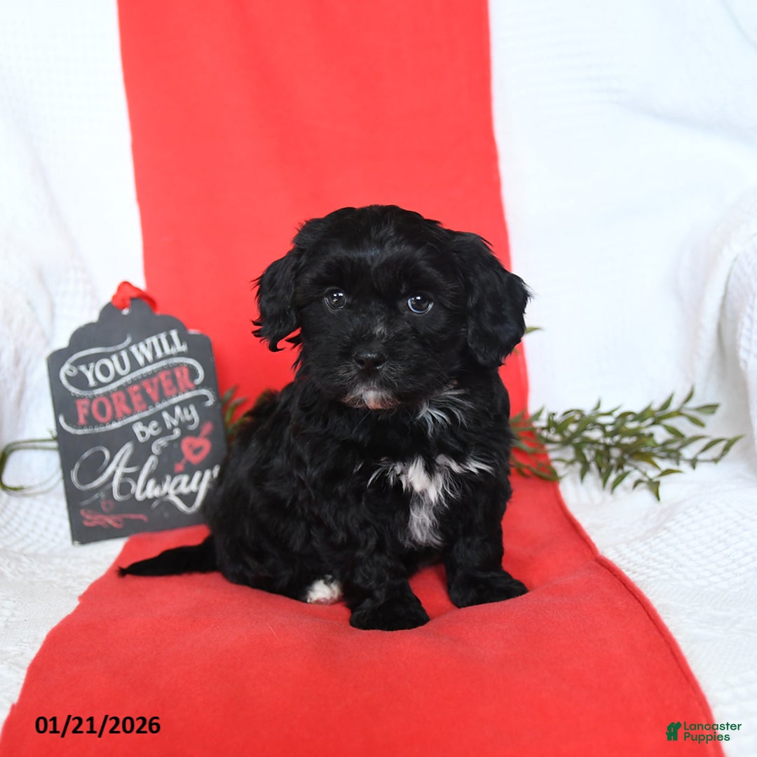 Shihpoo dogs for sale: Duncan - Ad 4
