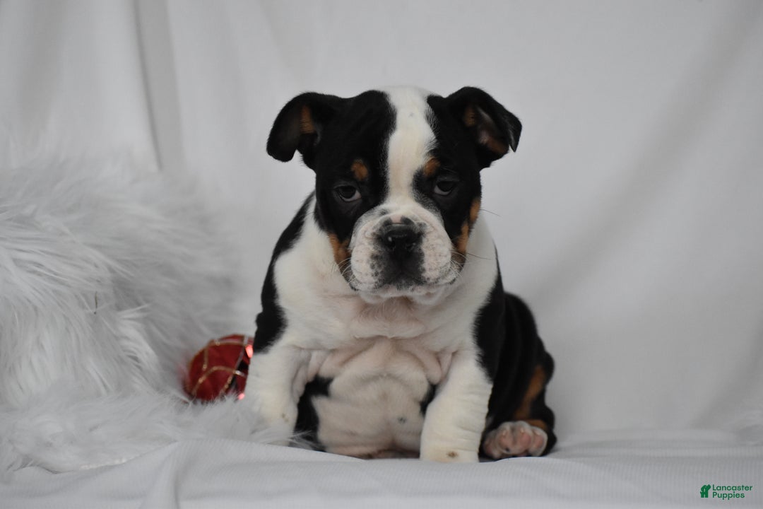 Mixed Breed dogs for sale: Tyson - Ad 5