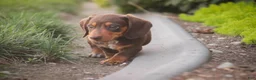 Miniature Dachshund dogs for sale: Peanut Butter Miniature Dachshund  - Ad 7