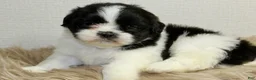 Shih Tzu dogs for sale: Panda - Ad 8
