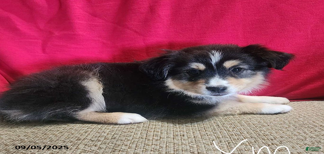 Gallery Image {{count}}