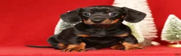 Miniature Dachshund dogs for sale: Roger - Ad 3