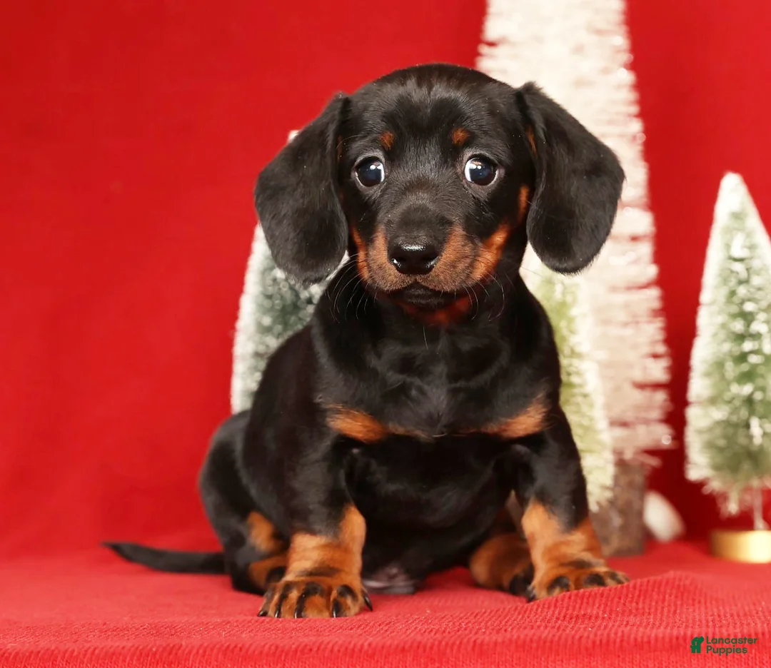 Miniature Dachshund dogs for sale: Roger - Ad 3