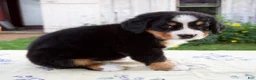 Bernese Mountain Dog dogs for sale: Samantha - Ad 3