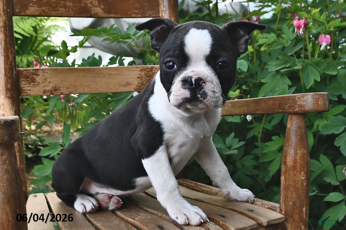 Boston Terrier dogs for sale: Lily - Ad 1