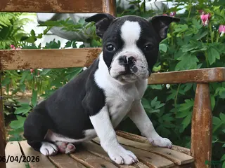 Boston Terrier dogs for sale: Lily - Ad 4