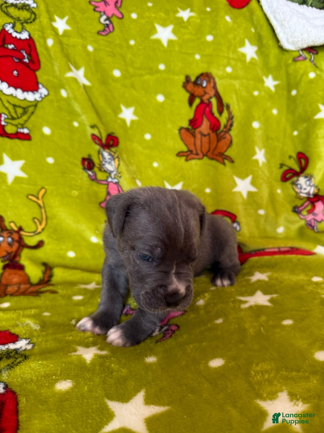 Cane Corso dogs for sale: Cane Corso Puppy 5 - Ad 4