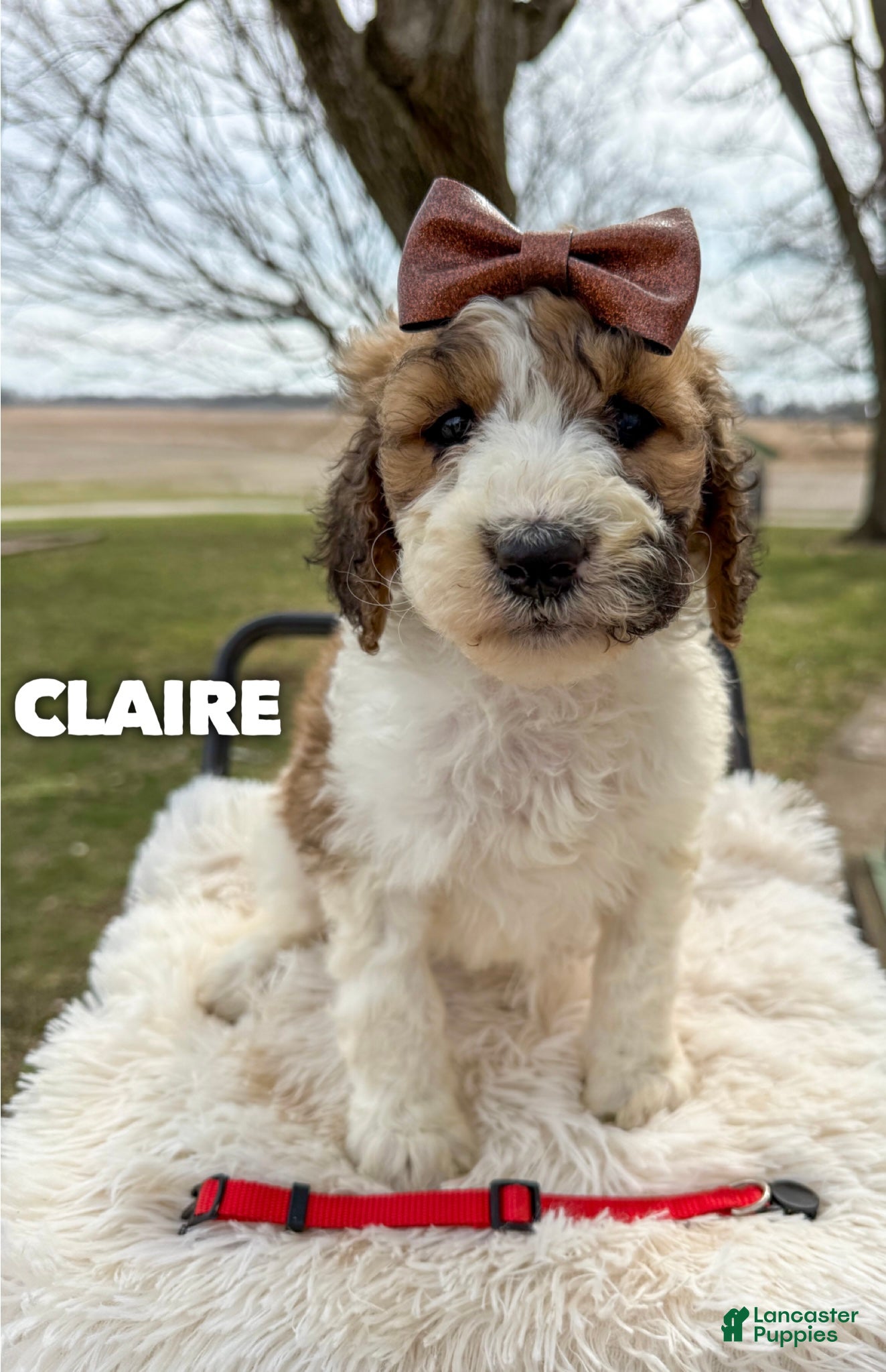 Saint Berdoodles dogs Claire - Standard F1b - Ad 1