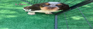 Lilo