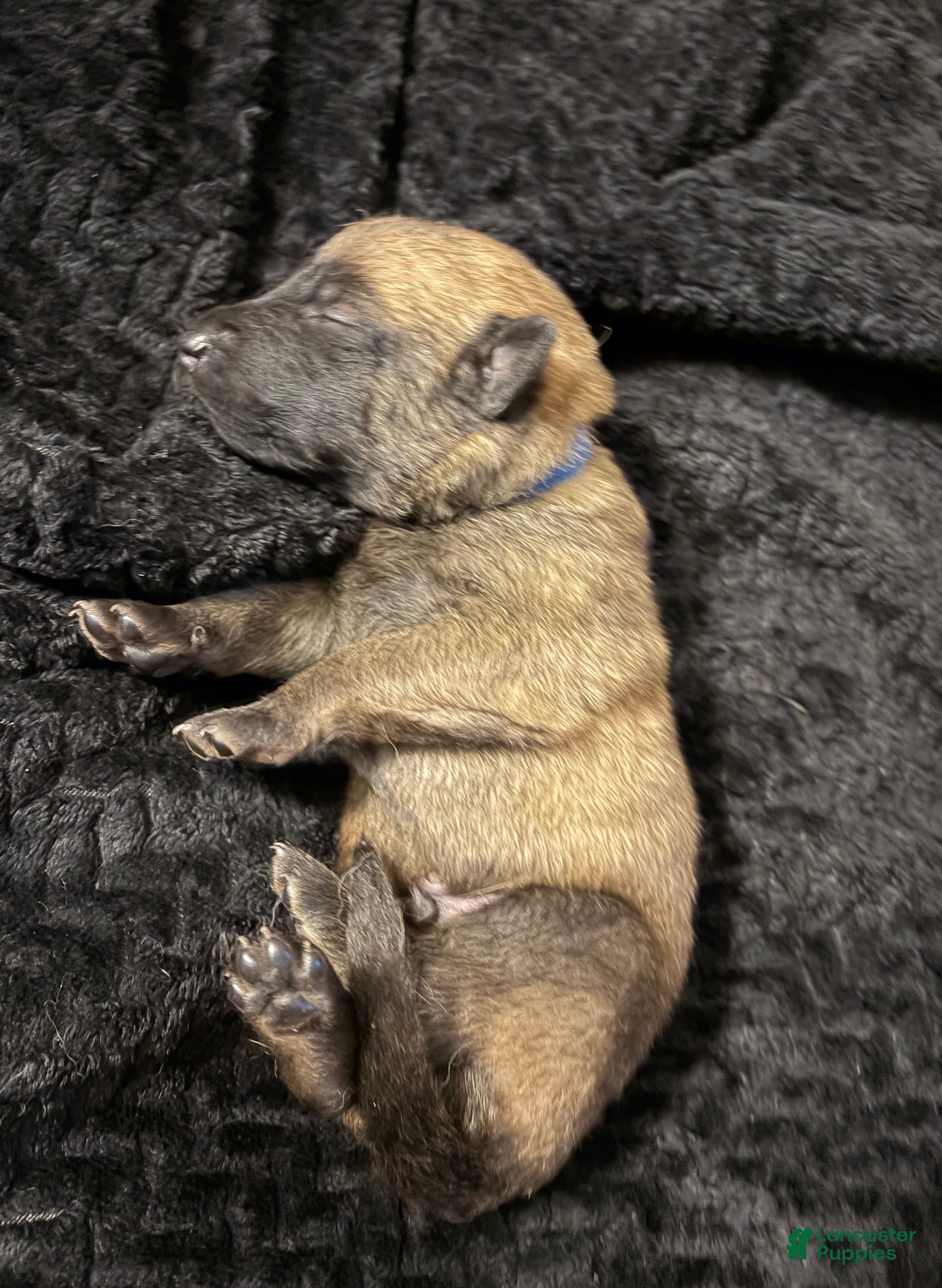 Belgian Malinois dogs Belgian Malinois Puppy 2 - Ad 1