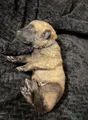 Belgian Malinois Puppy 2