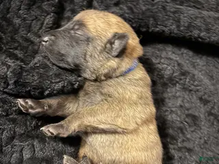 Belgian Malinois dogs Belgian Malinois Puppy 2 - Ad 1