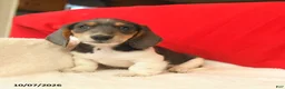 Dachshund dogs for sale: Melvin  - Ad 3