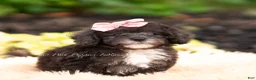 Maltipoo dogs for sale: Silvermoon - Ad 1