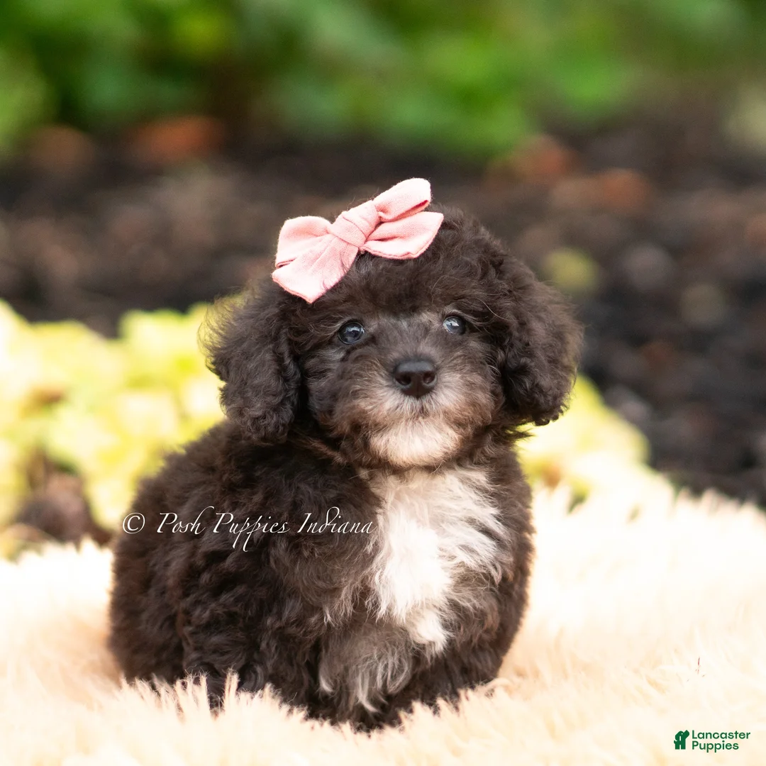 Maltipoo dogs for sale: Silvermoon - Ad 1