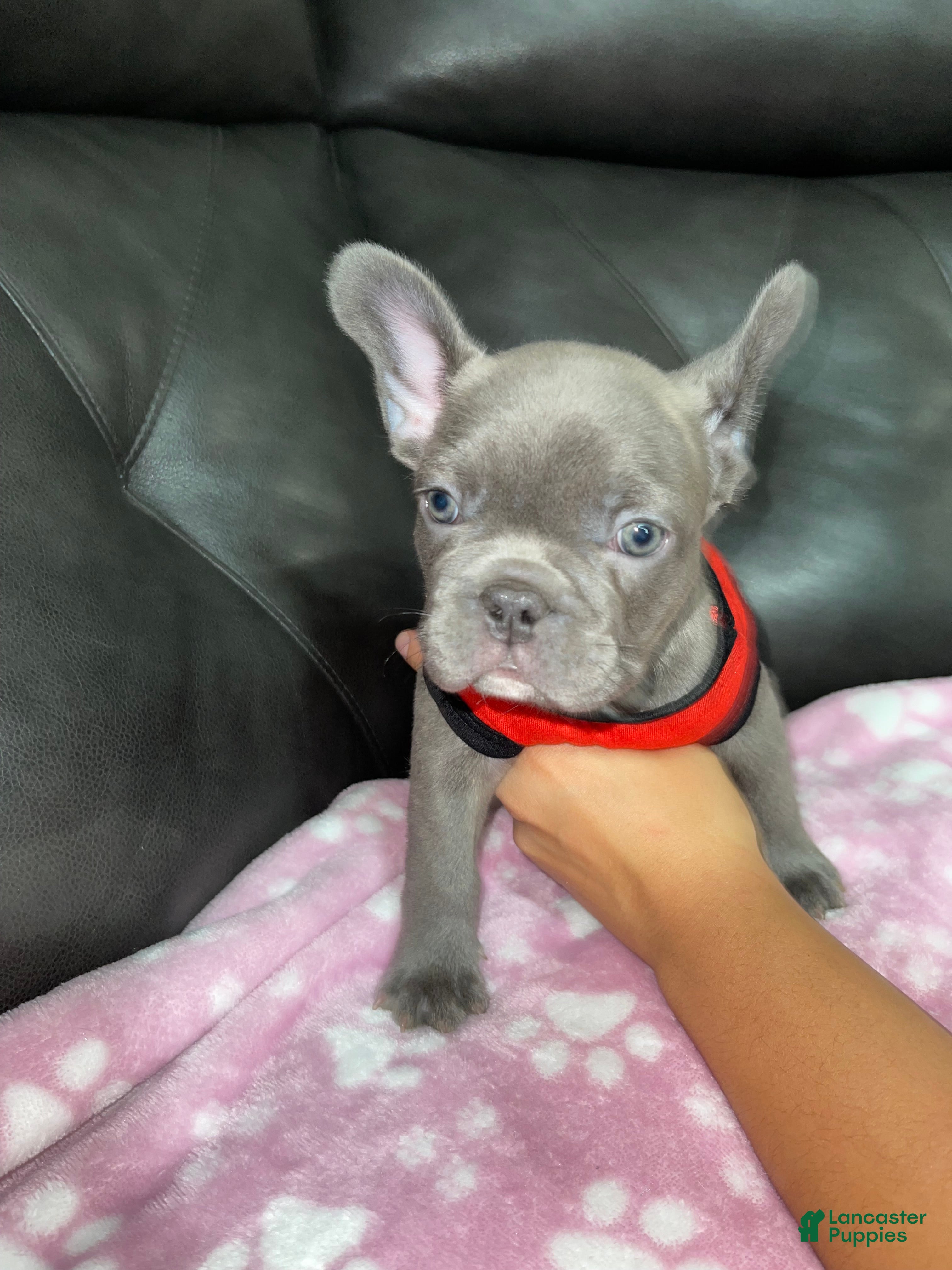 French Bulldog dogs Fat Boy - Ad 1
