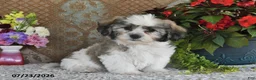Teddy Bear dogs for sale: Leo - Ad 1