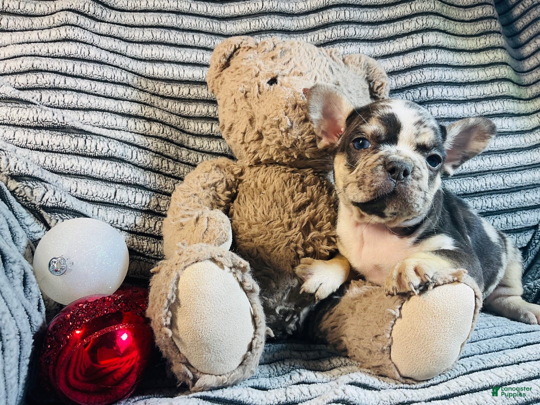 French Bulldog dogs for sale: MILLIE  - Ad 4