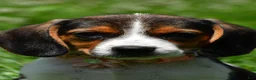 Beagle dogs for sale: Viola - Ad 4