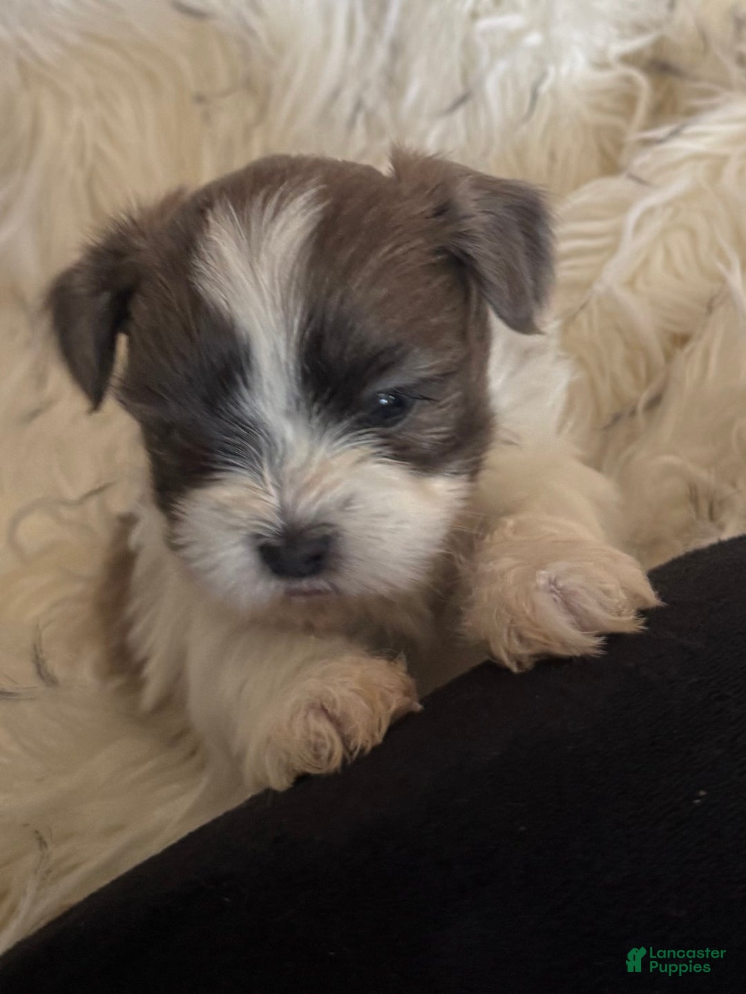 Shih Tzu dogs for sale: Shih Tzu Puppy 2 - Ad 4