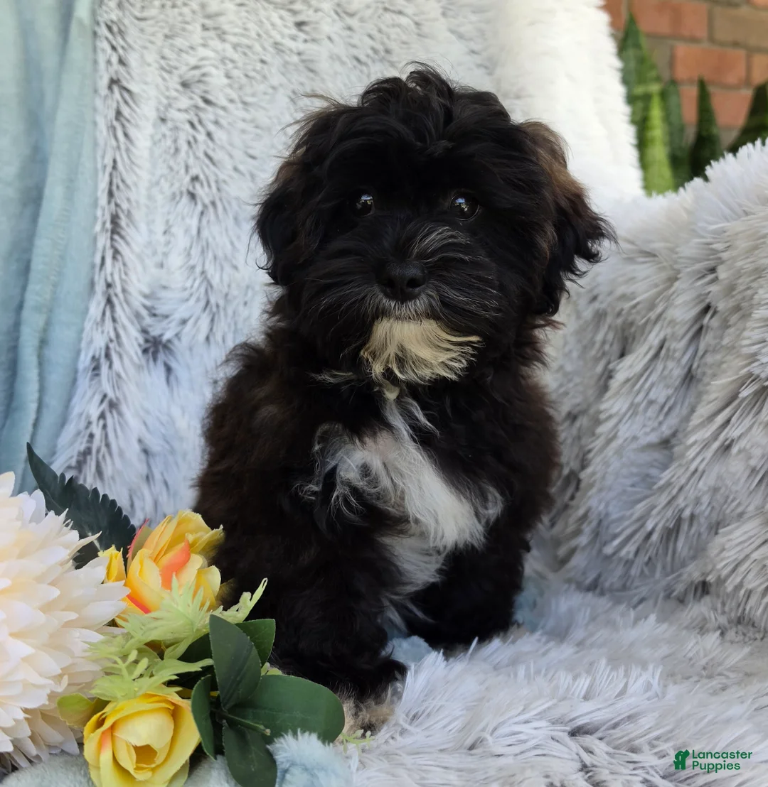 Shihpoo dogs for sale: Lenny - Ad 1