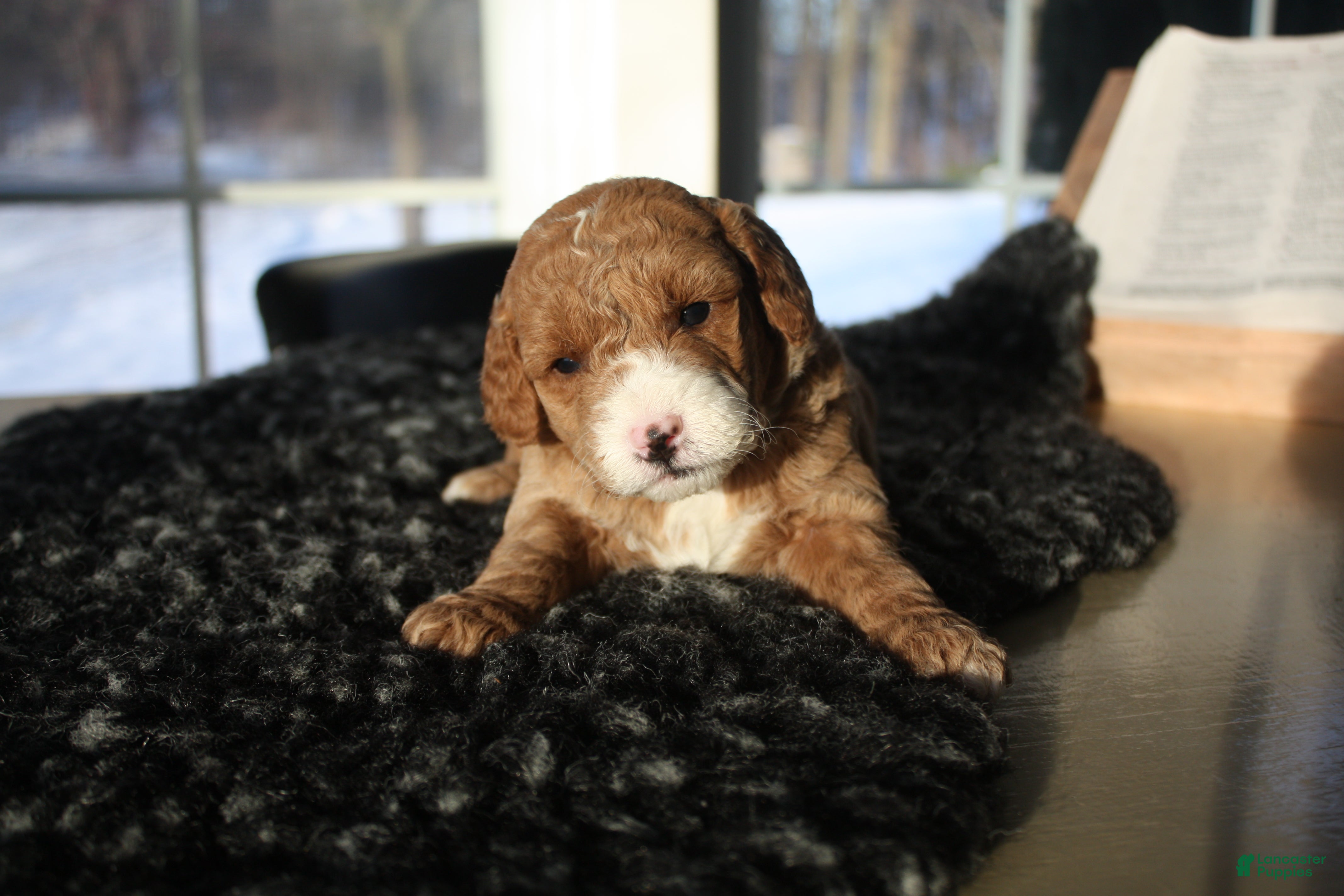Mini Goldendoodle dogs Willow - Ad 21