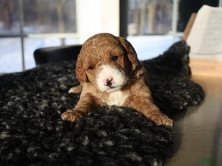 Mini Goldendoodle dogs Willow - Ad 21
