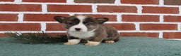Welsh Corgi Pembroke dogs for sale: Jerry - Ad 1