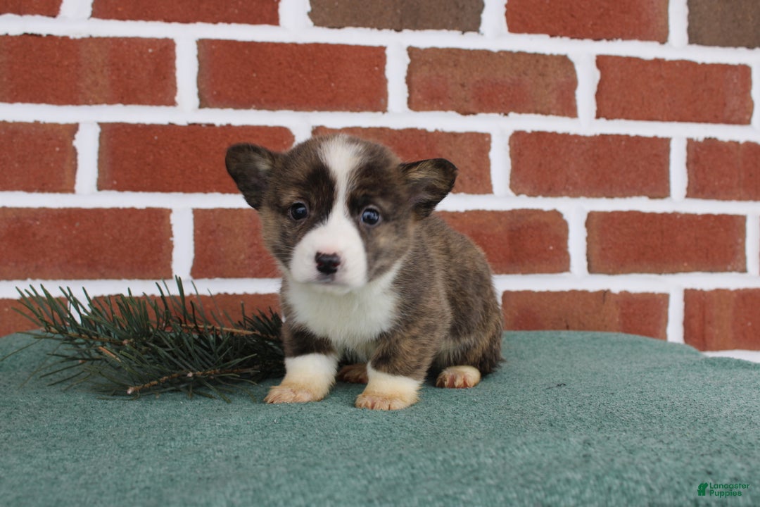 Welsh Corgi Pembroke dogs for sale: Jerry - Ad 1