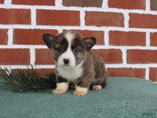 Welsh Corgi Pembroke dogs Jerry - Ad 5