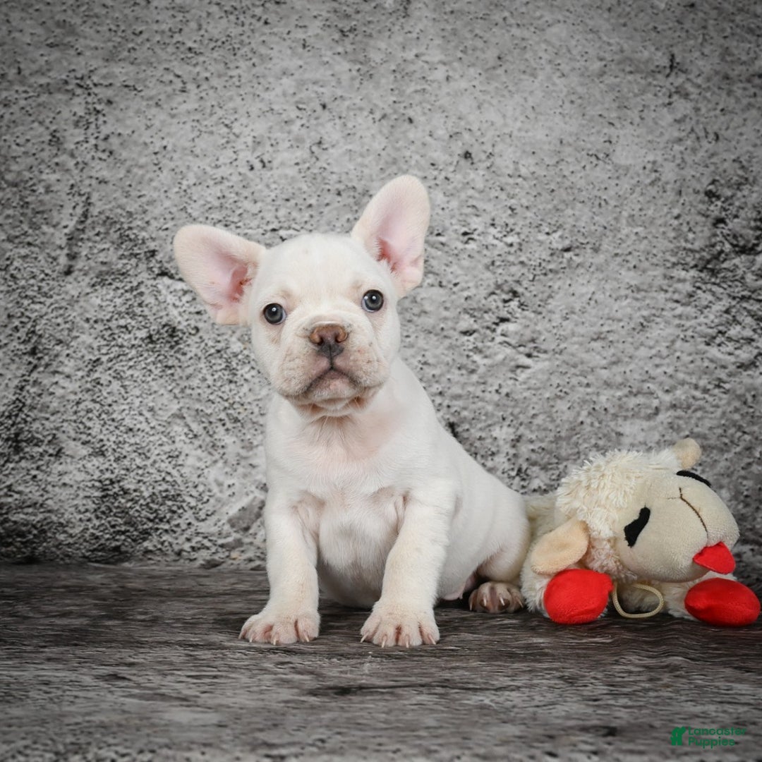 French Bulldog dogs for sale: Duramax - Ad 4