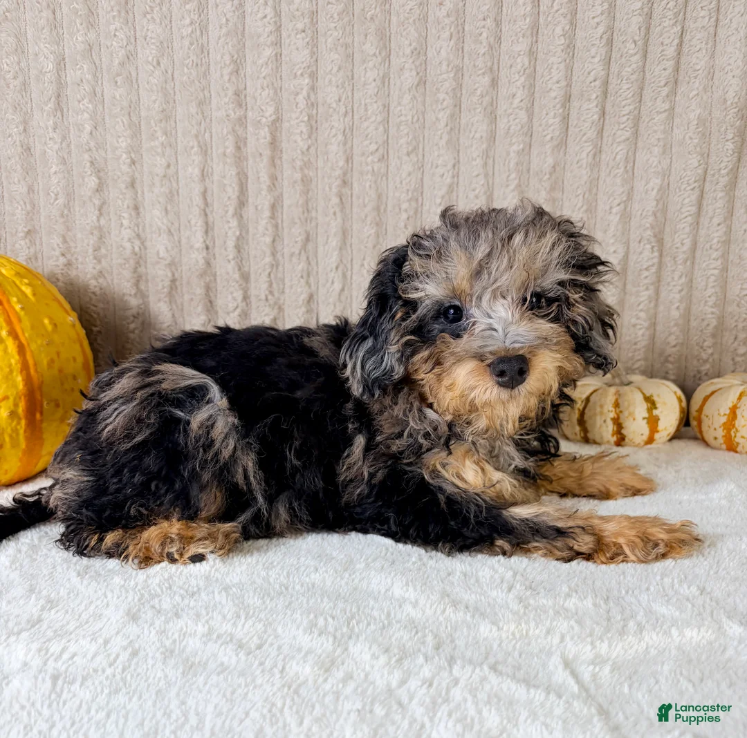 Mixed Breed dogs for sale: Ally Mae - Ad 2