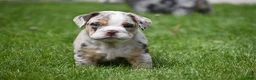 Beabull dogs for sale: Ace  - Ad 14