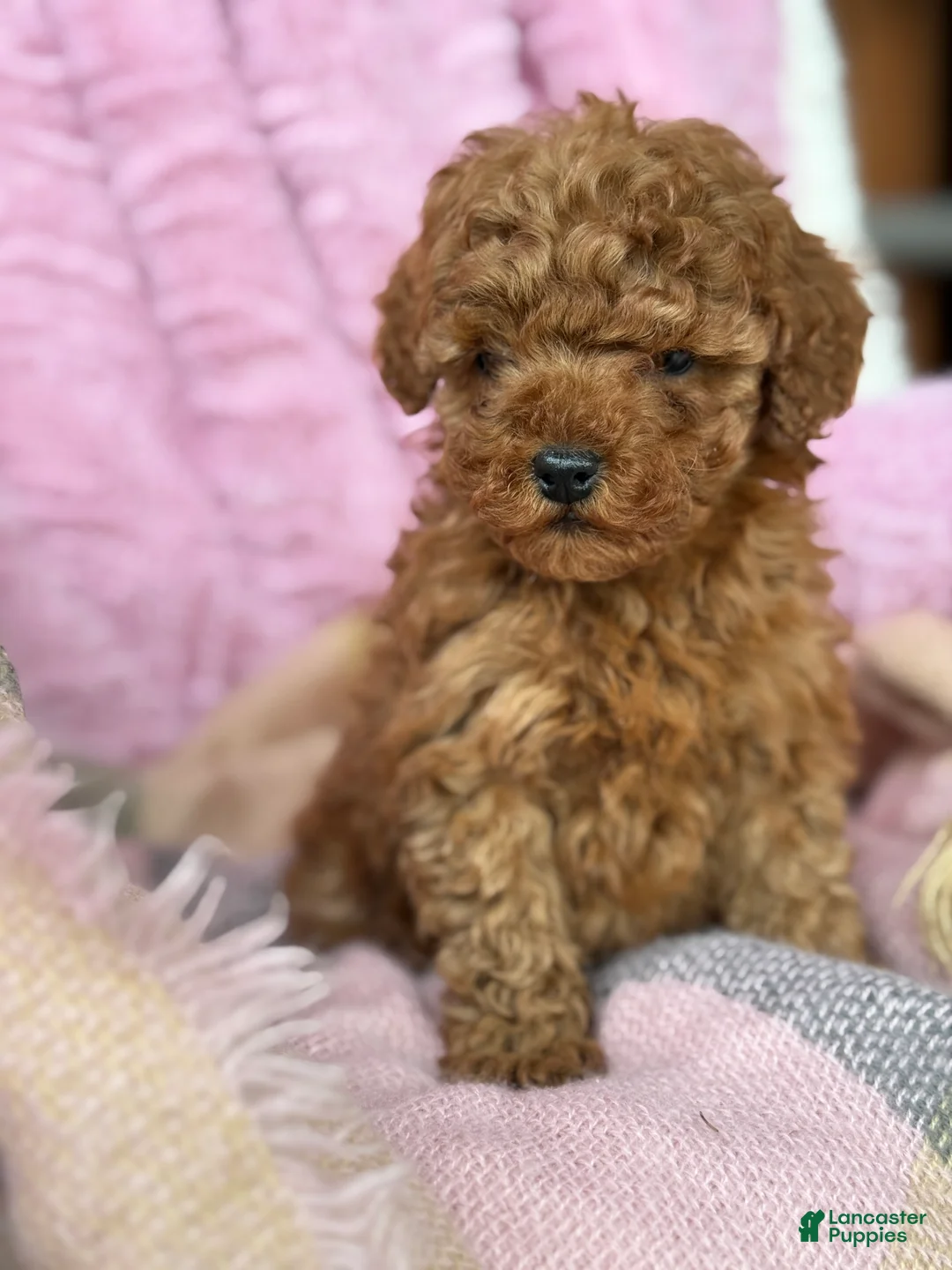 Toy Poodle dogs for sale: Nellie - Ad 1