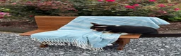 Welsh Corgi Pembroke dogs for sale: Jett - Ad 6