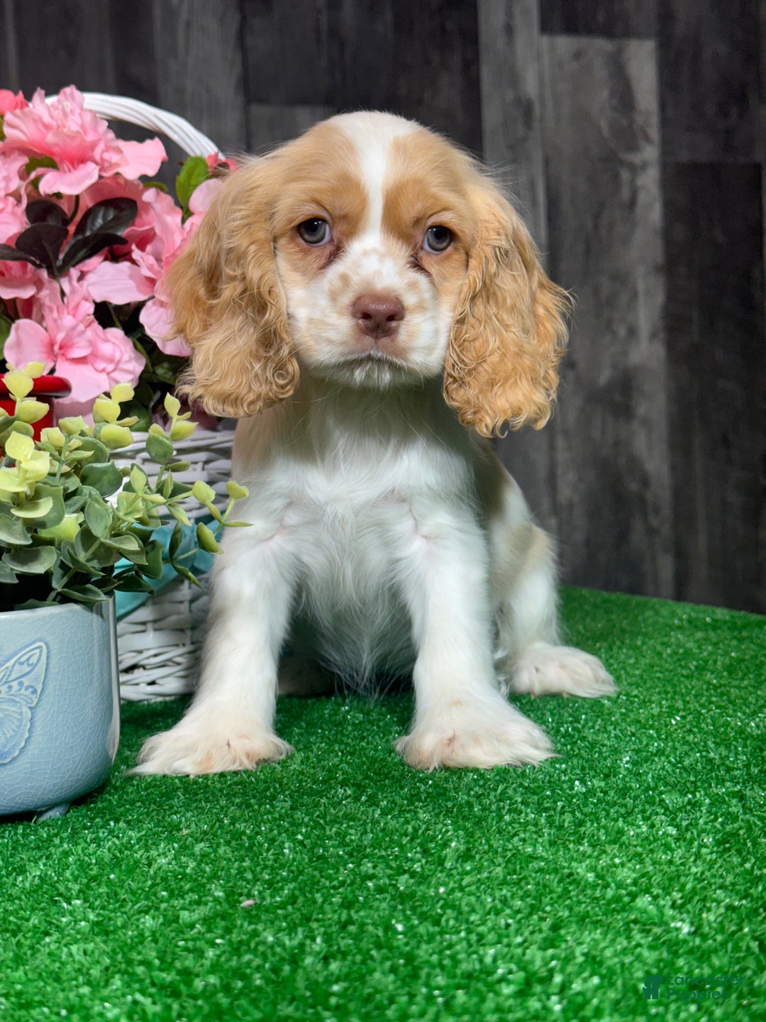 Cocker Spaniel dogs for sale: Octavia  - Ad 4