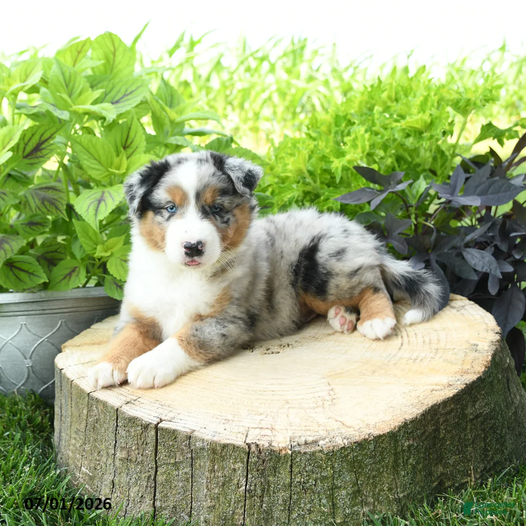 Australian Shepherd dogs for sale: Zion - Ad 2