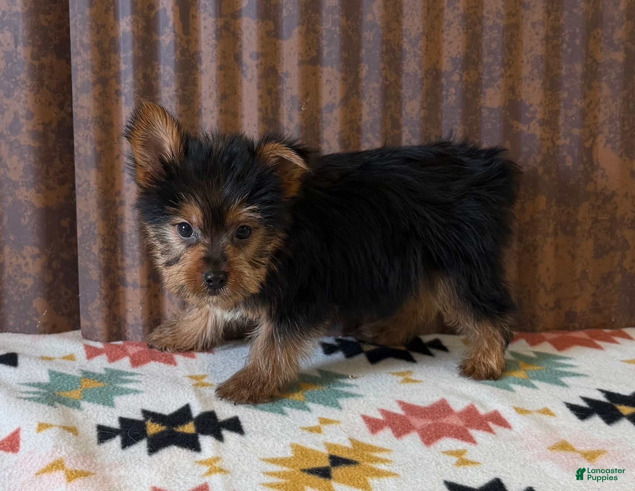 Yorkshire Terrier dogs for sale: Yukon - Ad 4