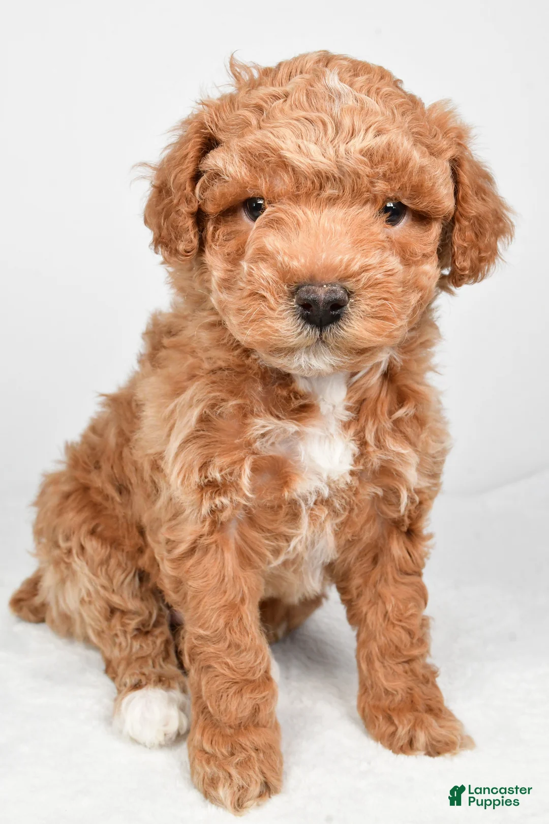 Miniature Poodle dogs for sale: Dakota - Ad 2