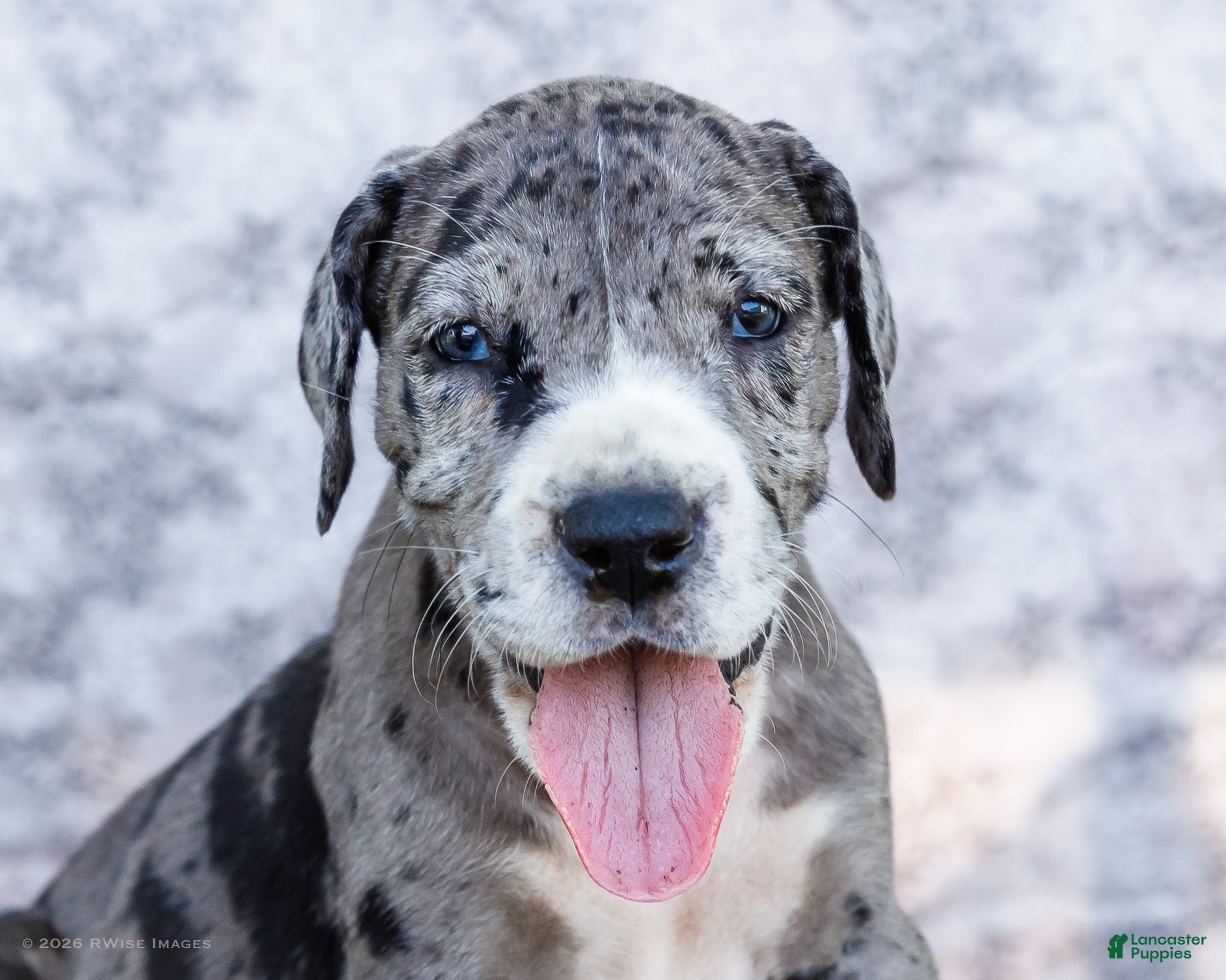 Great Dane dogs Charles - Ad 2