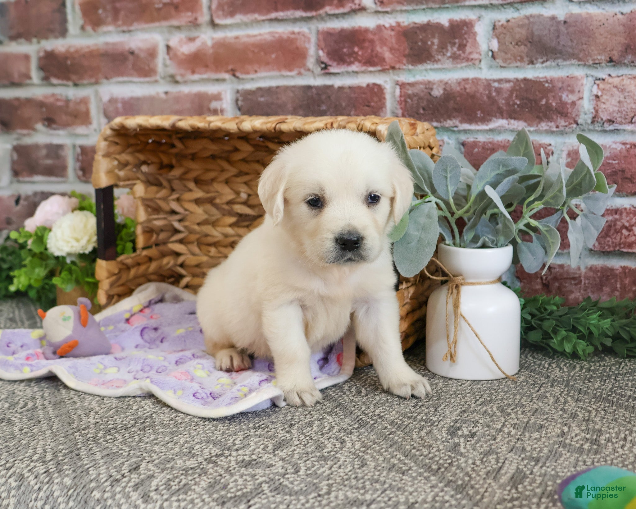 Golden Retriever dogs Tilly - Ad 42