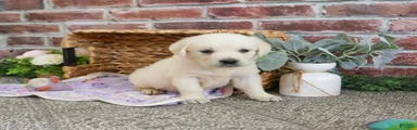 Tilly