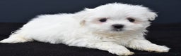Maltese dogs for sale: Gunner - Ad 6