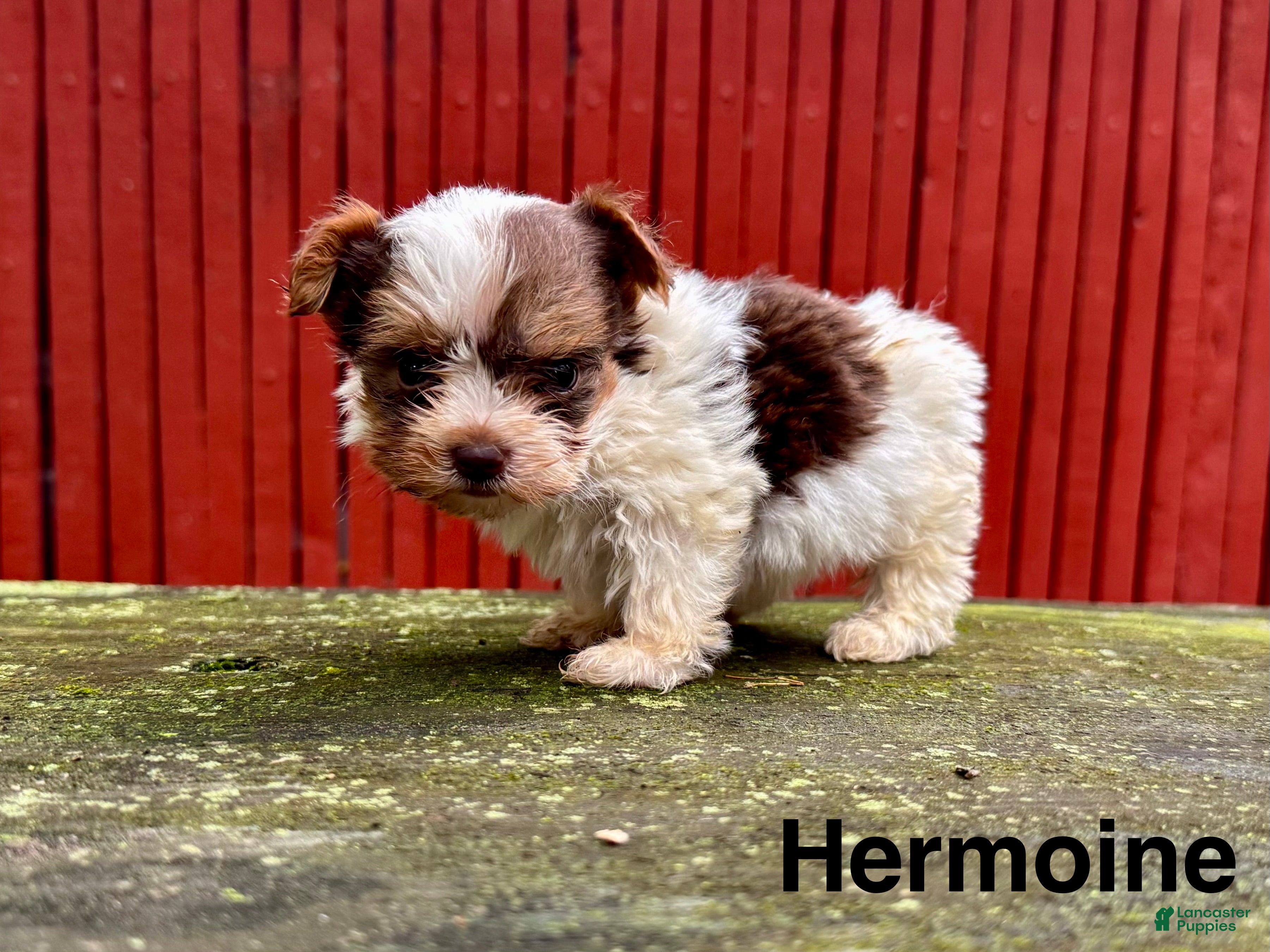 Yorkshire Terrier dogs for sale: Hermoine - Ad 3